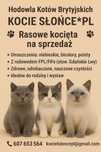 Kot Brytyjski, kotka, kocurek, kocięta, FPL, bicolor