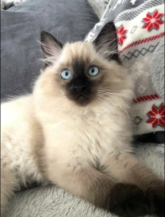 Śliczny kotek ragdoll