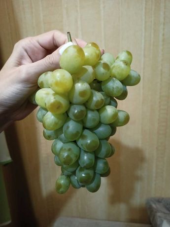 Виноград 65грн кг