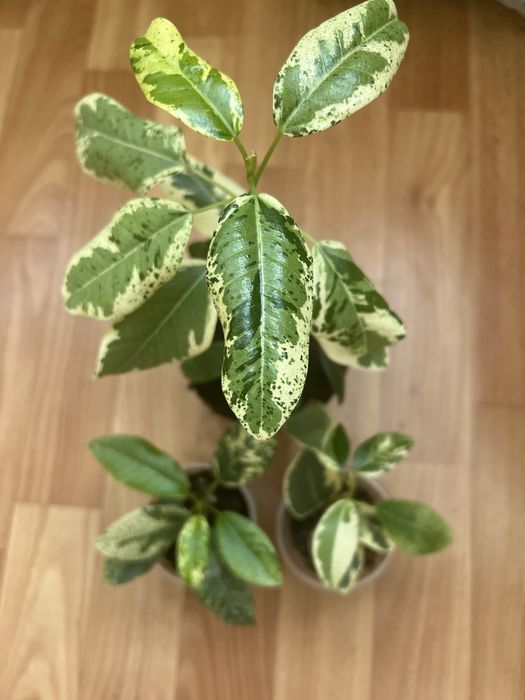 Фікус рубігіноза