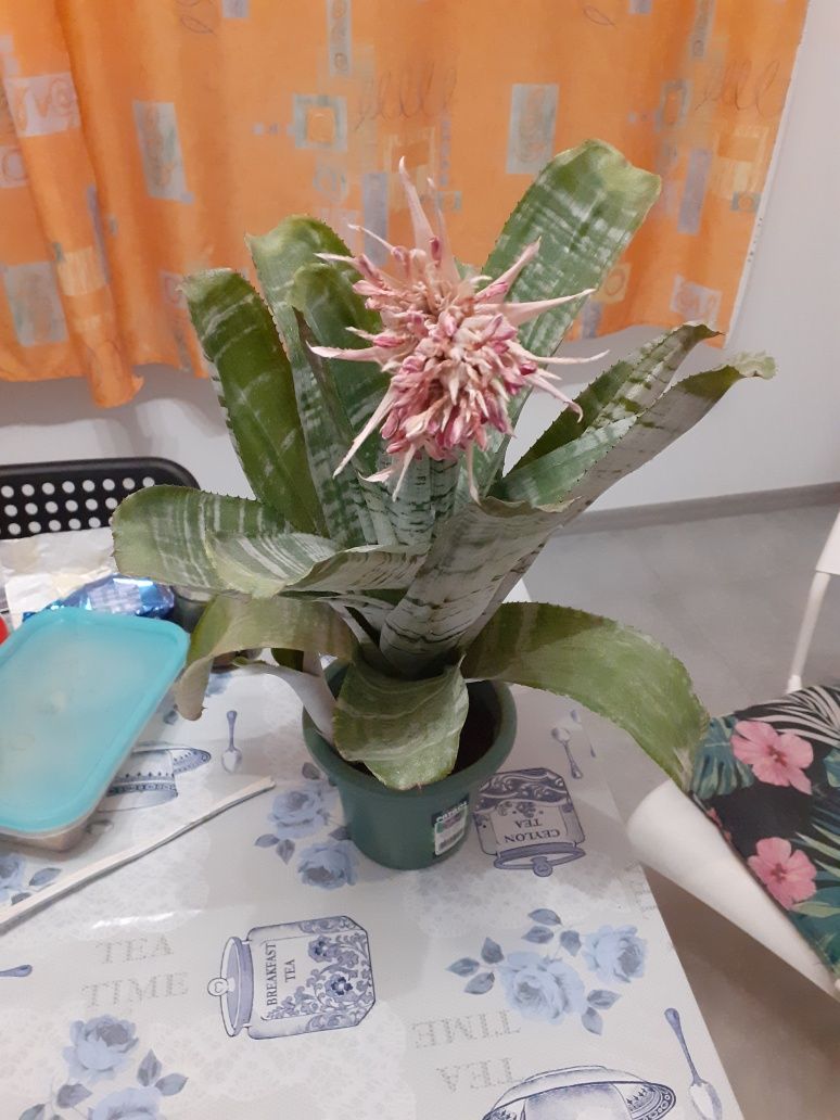 Aechmea wstegowana kwiat  40 zł