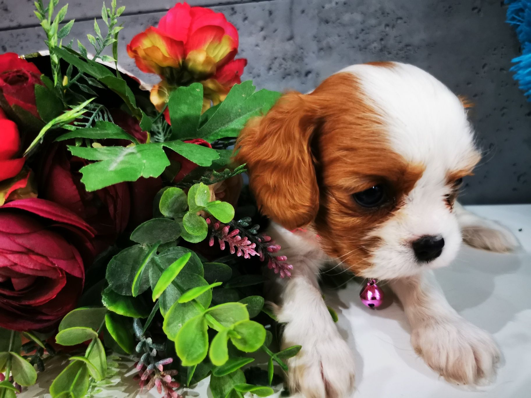 Cawalier King Charles spaniel suczka do rezerwacji badania genetyczne