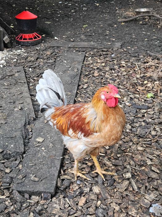 Młode koguty sprzedam