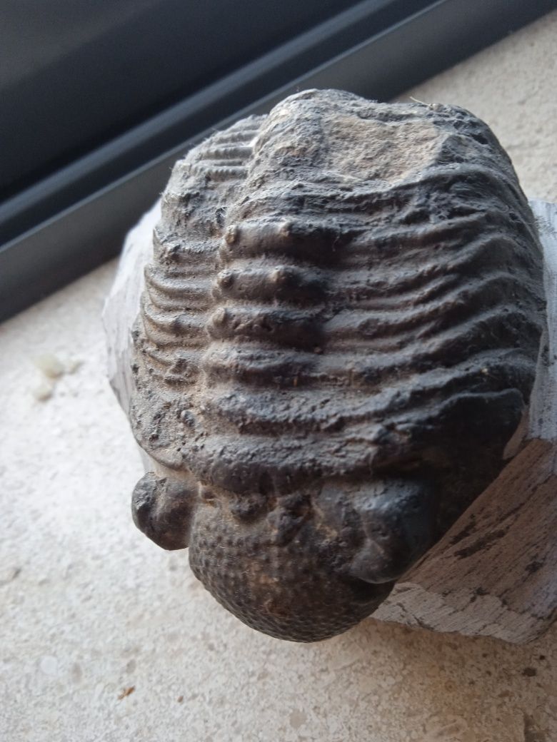 Trilobite Phacops (peça colecionador)