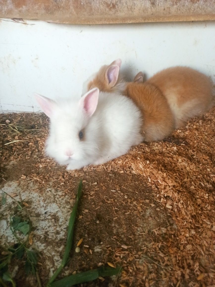 Coelhos de estimação anões