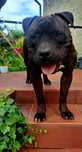 Pies Rasy Amstaff