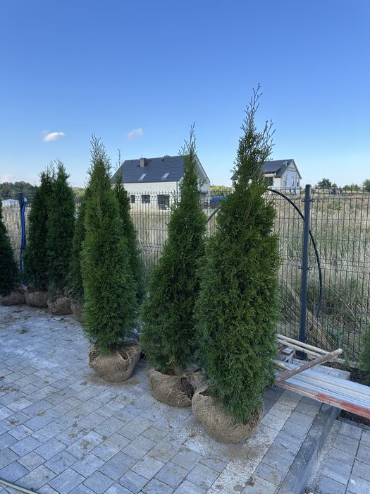 Tuja tuje szmaragd TRANSPORT SADZENIE kora świerk srebrny