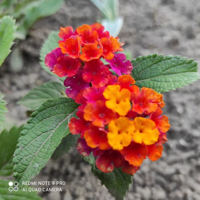 Лантани різних кольорів