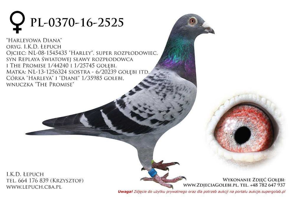 Gołębie Pocztowe - I.K.D. łepuch