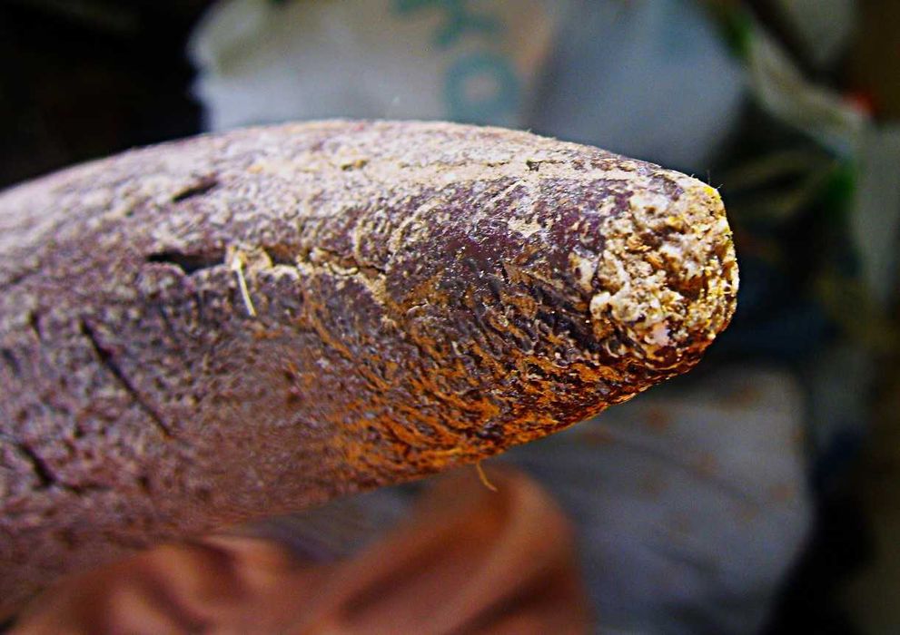 Gigantyczny Róg Tur? Pra Żubr 80cm Waga 5 kg z Litwy 1000 lat?