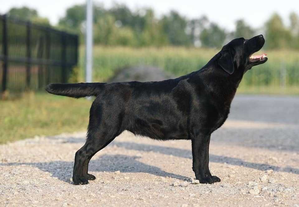 Labrador Retriever szczenie z rodowodem ZKwP, FCI Badania Genetyczne