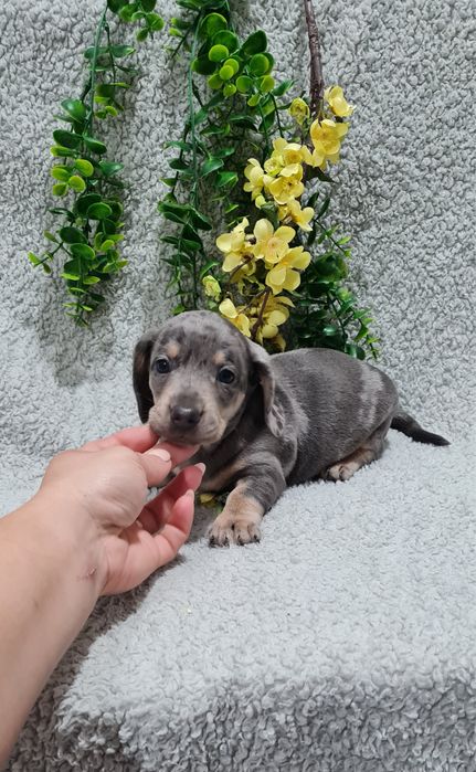 Excelente menino Teckel Blue Merle de Qualidade