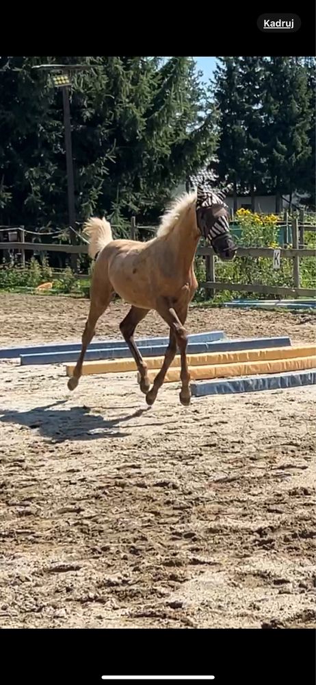 Hiszpański kon sportowy, klacz izabel, wymiana