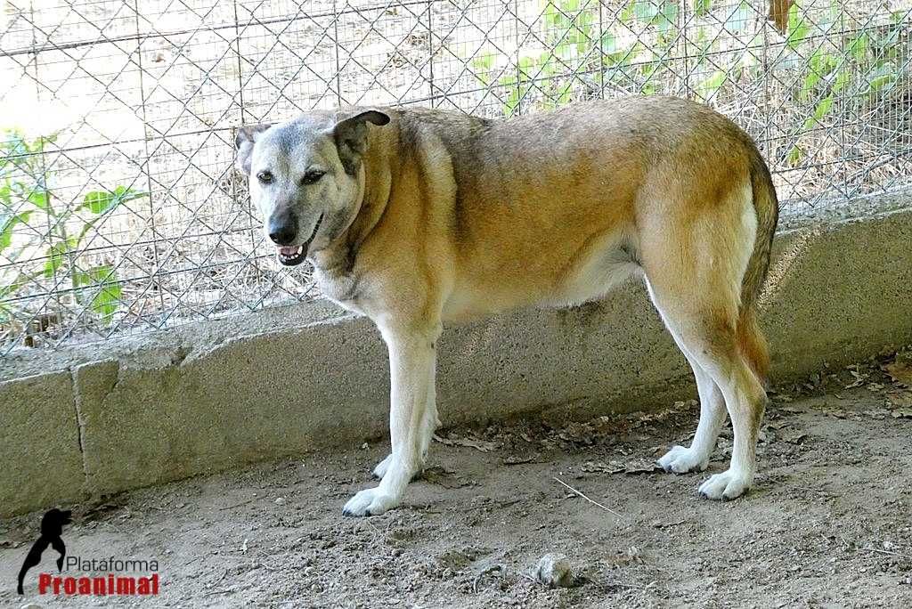 KELLY - Cadelinha para Adoção!