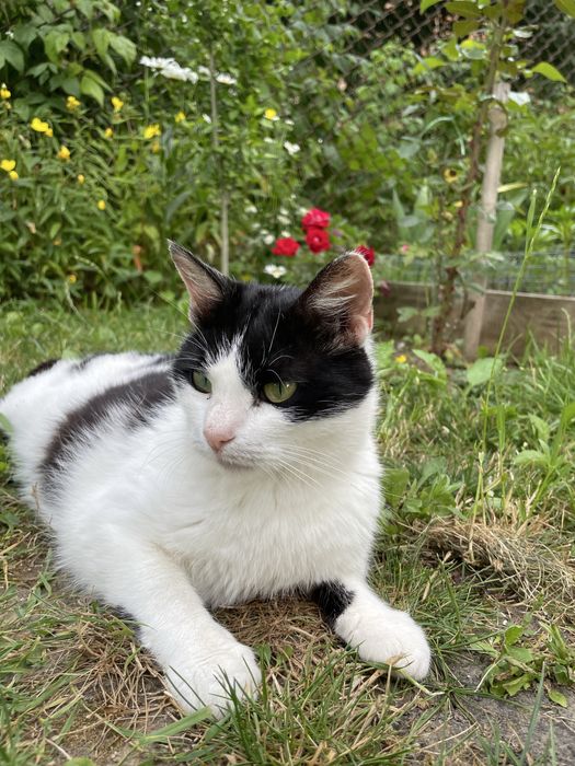 Киця стерилізована в добрі руки