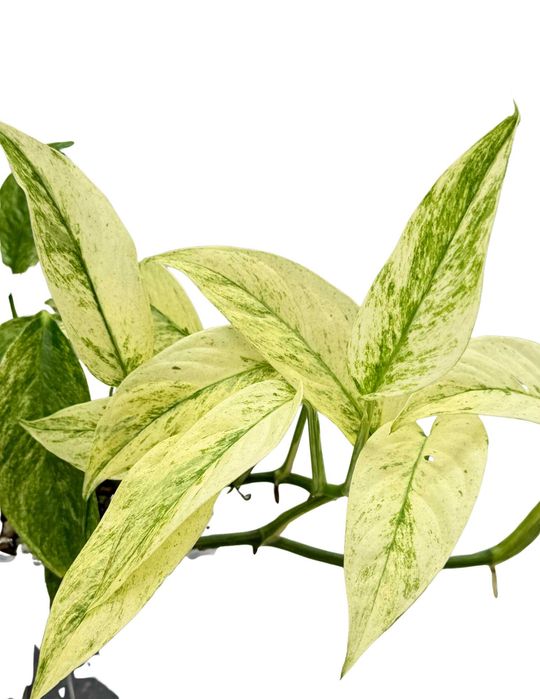 Monstera Laniata Mint Ø-10cm H-20cm