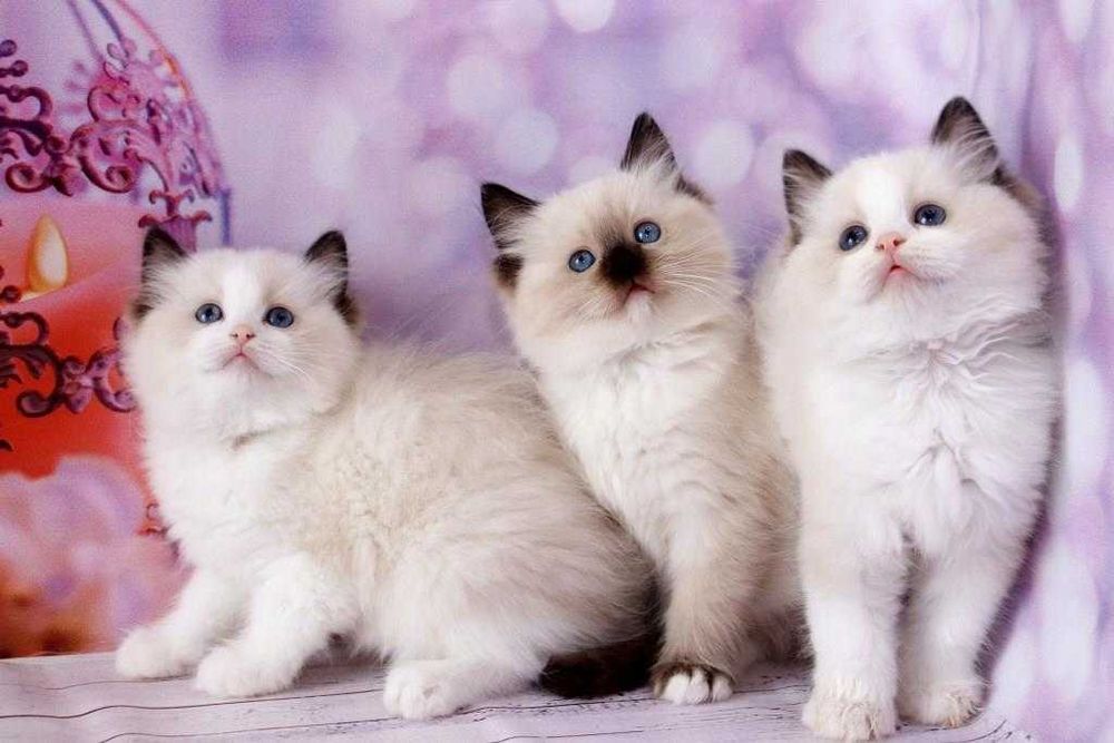 Кошенята регдолл з ідеальним темпераментом.