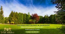 Duże drzewa 7m iglaste tuje szmaragd krzewy żywopłoty sosny szkółka