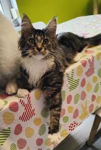 Maine Coon kotka