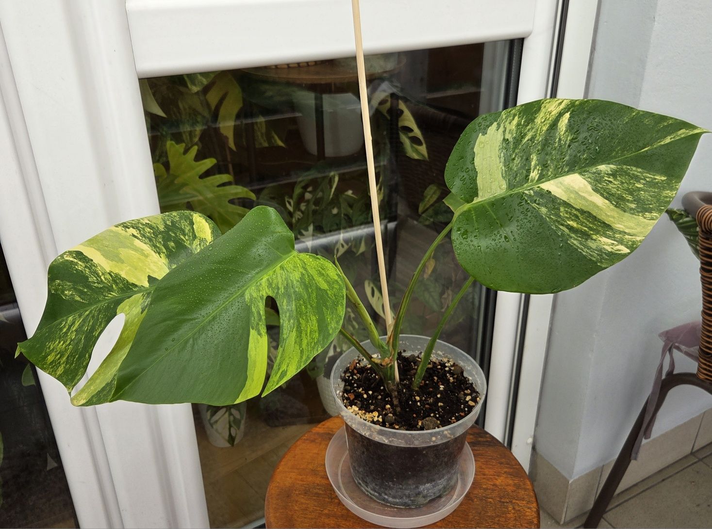 Monstera Aurea-Marmorata.