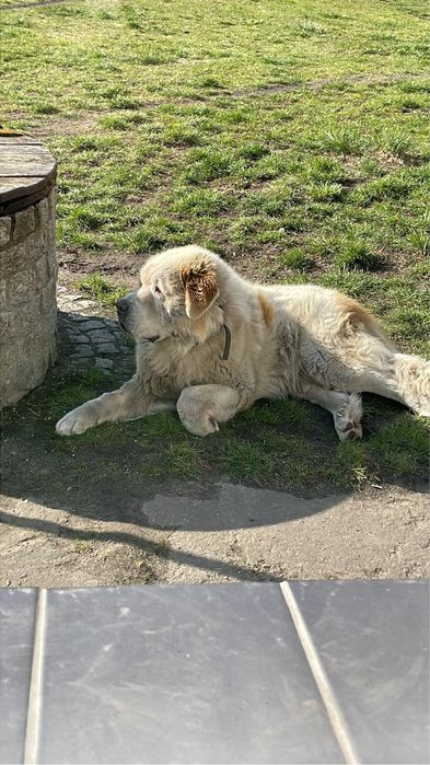 Najukochańszy leniuszek do adopcji – poznaj Rokiego