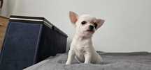 Piesek chihuahua