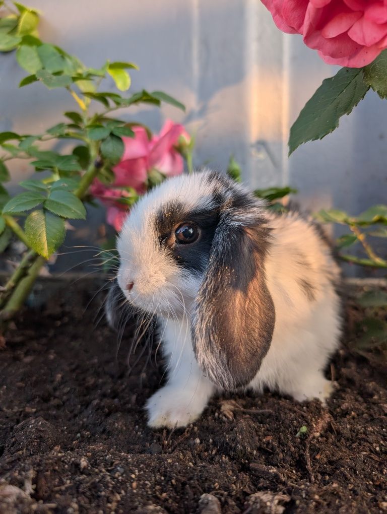Mini lop, baranek miniaturka, metryka