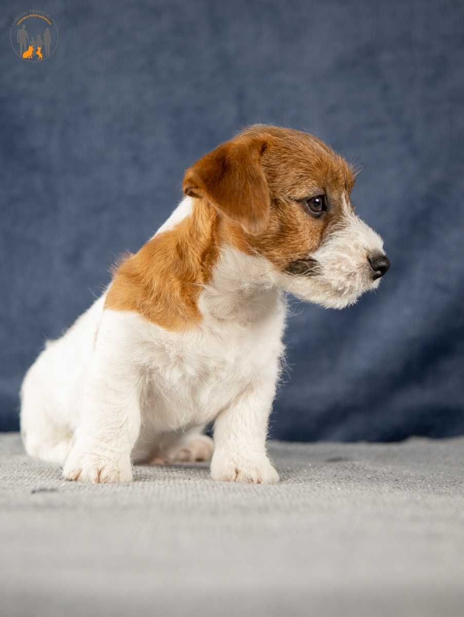 Jack Russell Terrier ZKwP FCI piesek w.szorstki