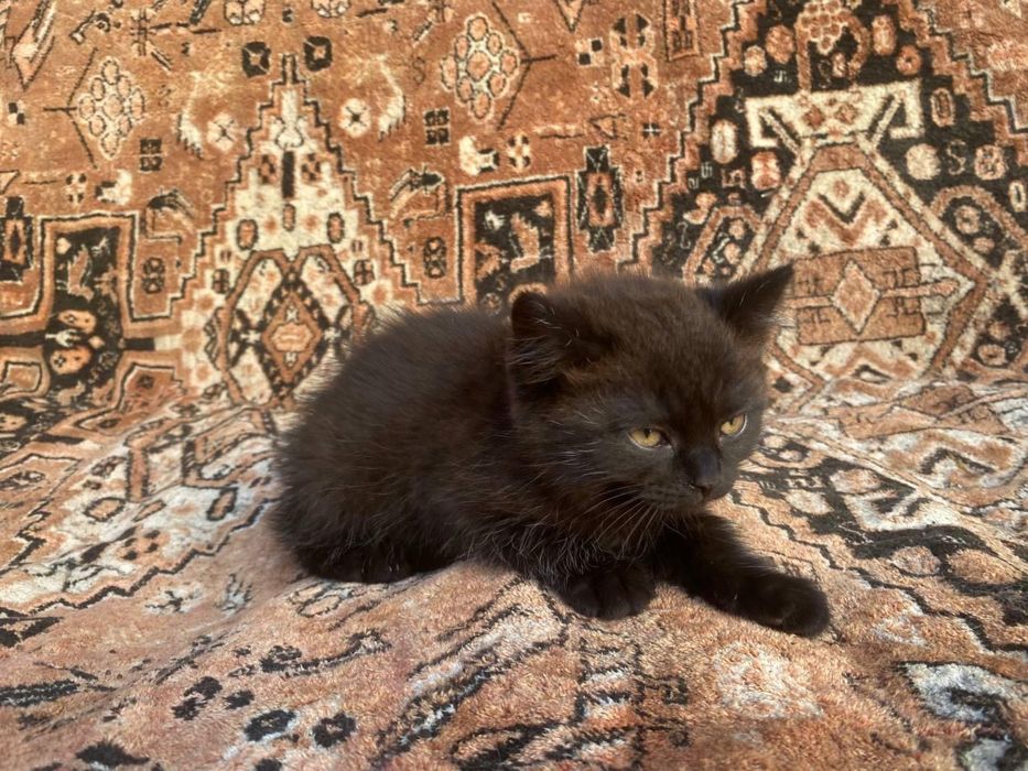 Котеня британець безкоштовно