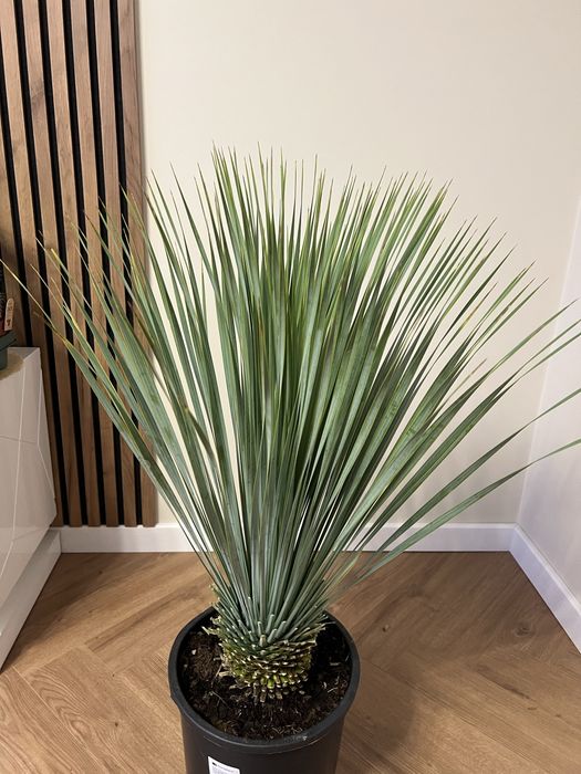 Юка Yucca rostrata (d 28см горщик)