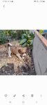 Cãozinho pequeno adoção