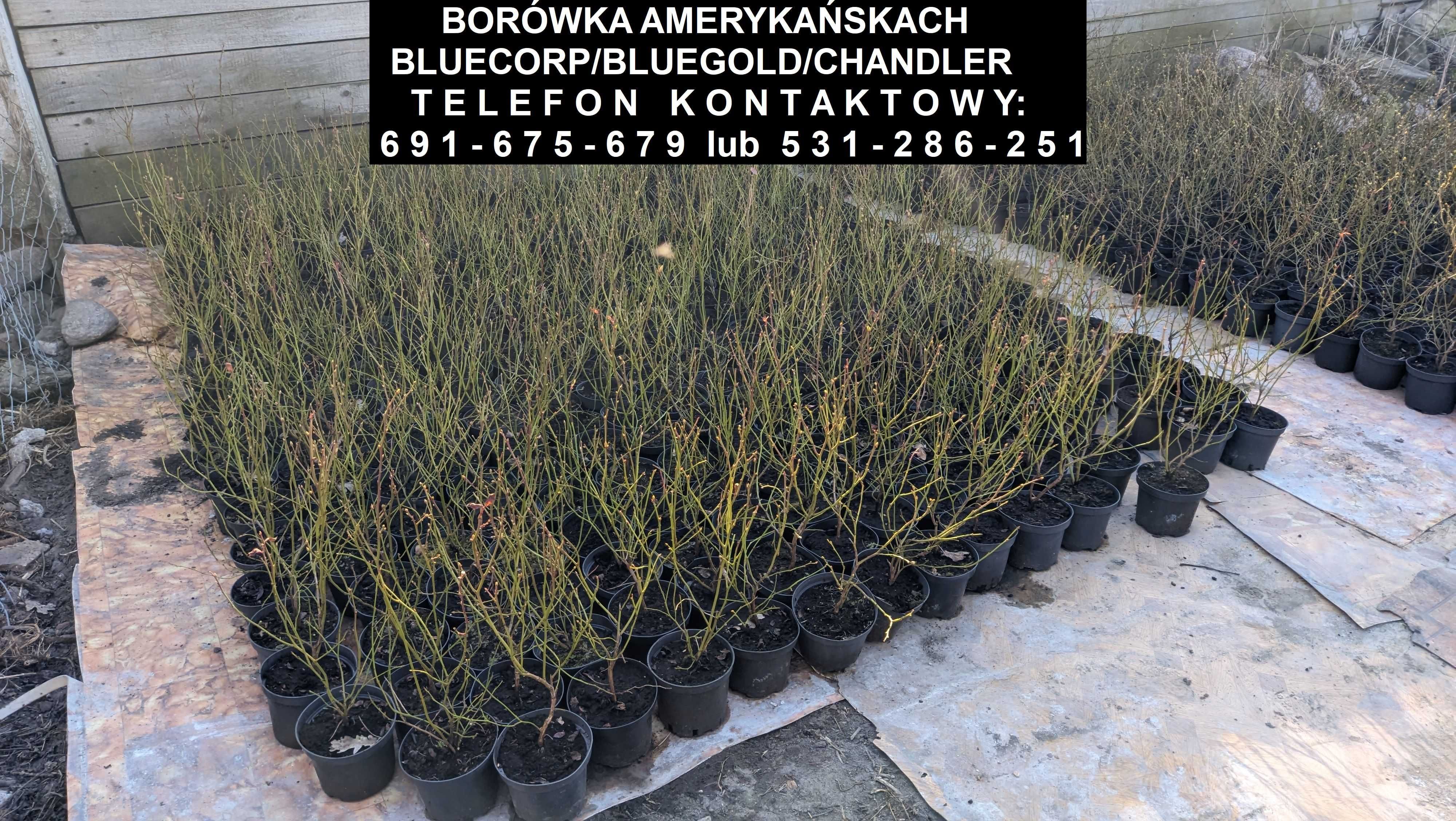 Borówka Amerykańska w odmianach Bluecorp/Bluegold/Chandler - 3 letnia