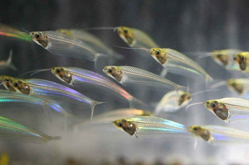 Sum/Sumik Szklisty 4 cm Sklep Zoologiczny ALTUM