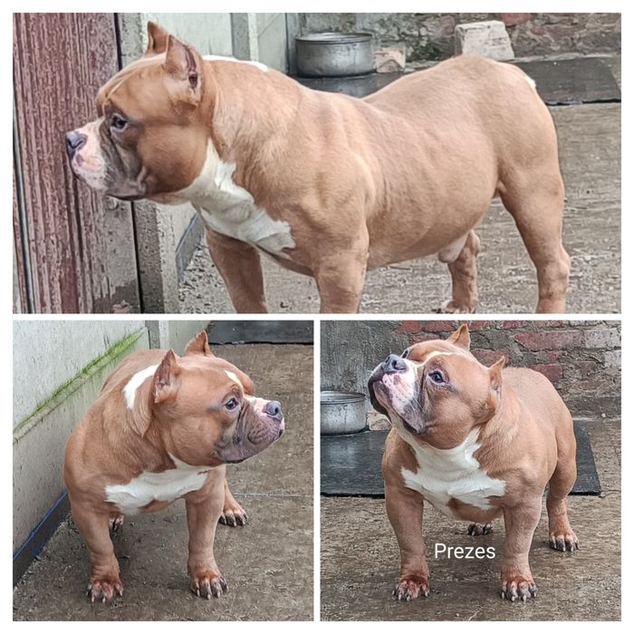 American bully pocket suczka