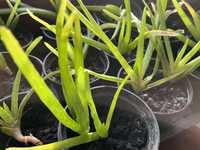 Sadzonki aloes rośliny doniczkowe