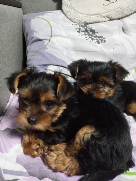 Йоркширский терьер