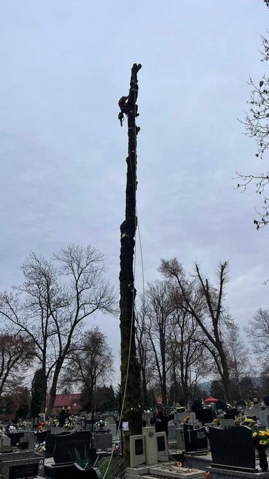 Wycinka drzew, pielęgnacja drzew, czyszczenie działek, usługi rębakiem