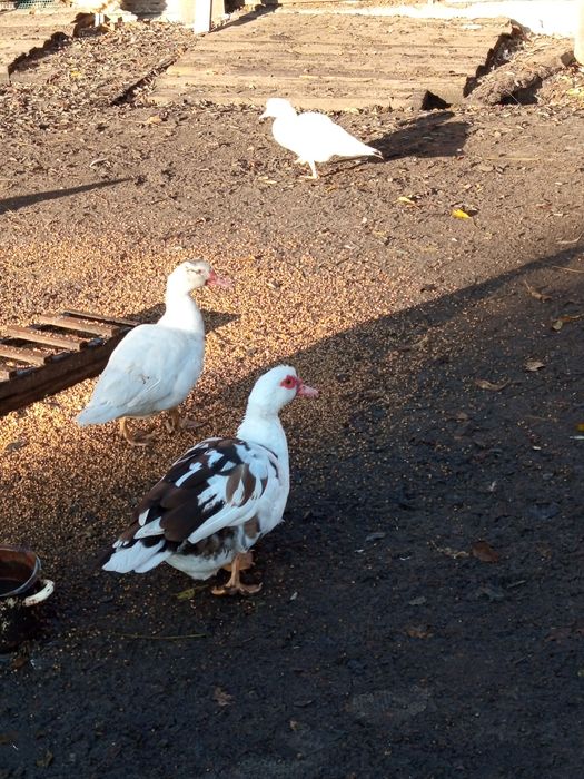 Kaczki młode na chów