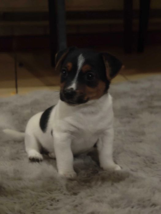 Jack russel qialidade