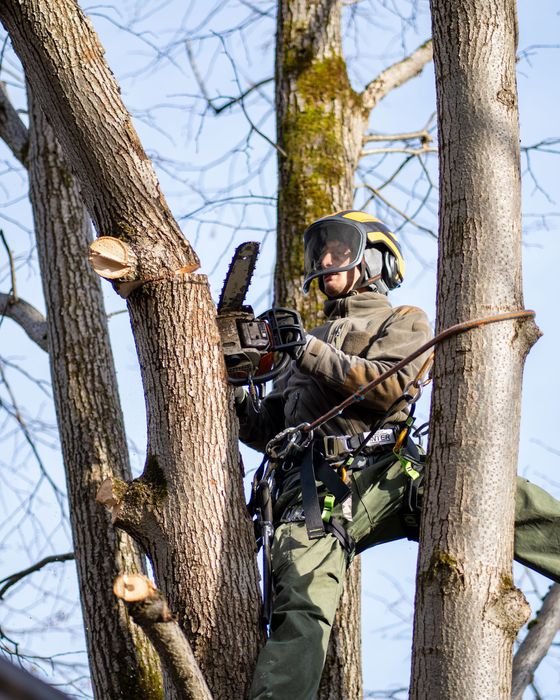 Wycinka drzew, pielęgnacja drzew, arborysta, prace na dachu, wycinki