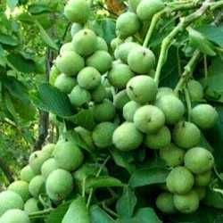 Саджанці горіа. грецькій горіх. горіх велікан, гігант. Горіх.