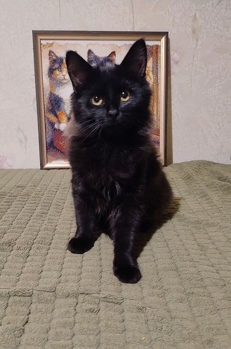 Отдам пушистого котёнка-девочку