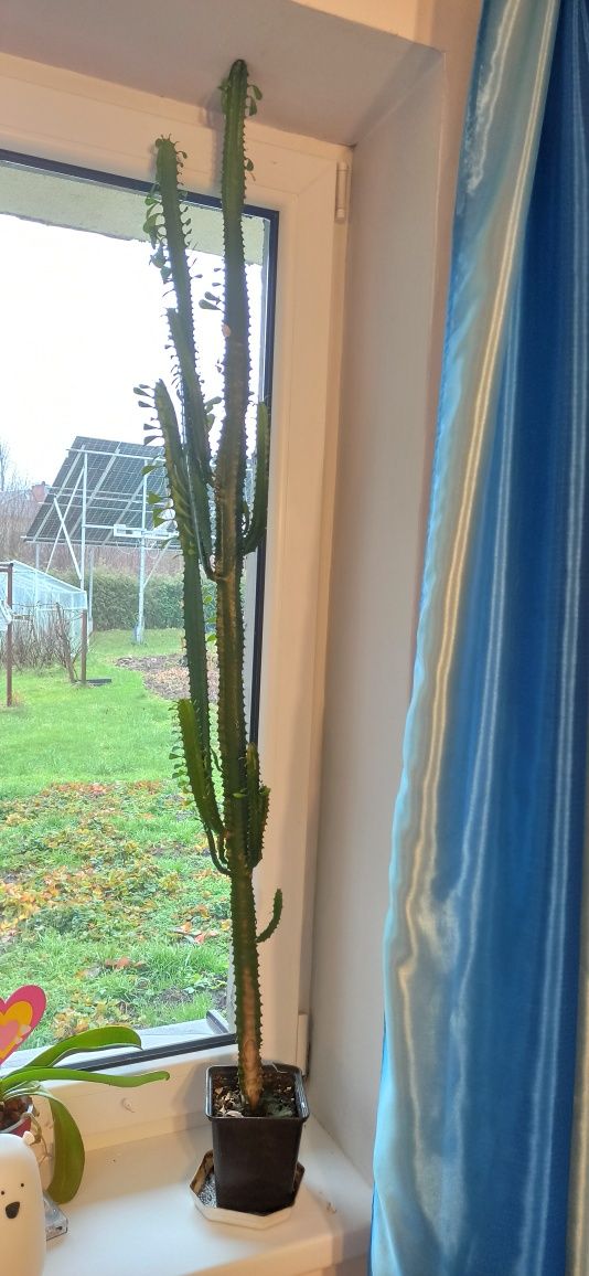Wilczomlecz trójżebrowy 140 cm