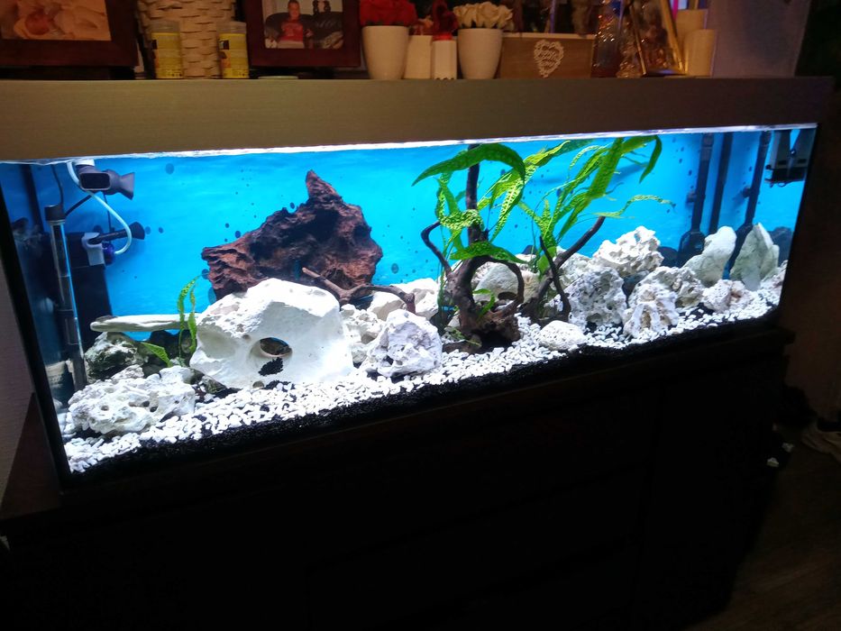 Akwarium 150x40x50 opti