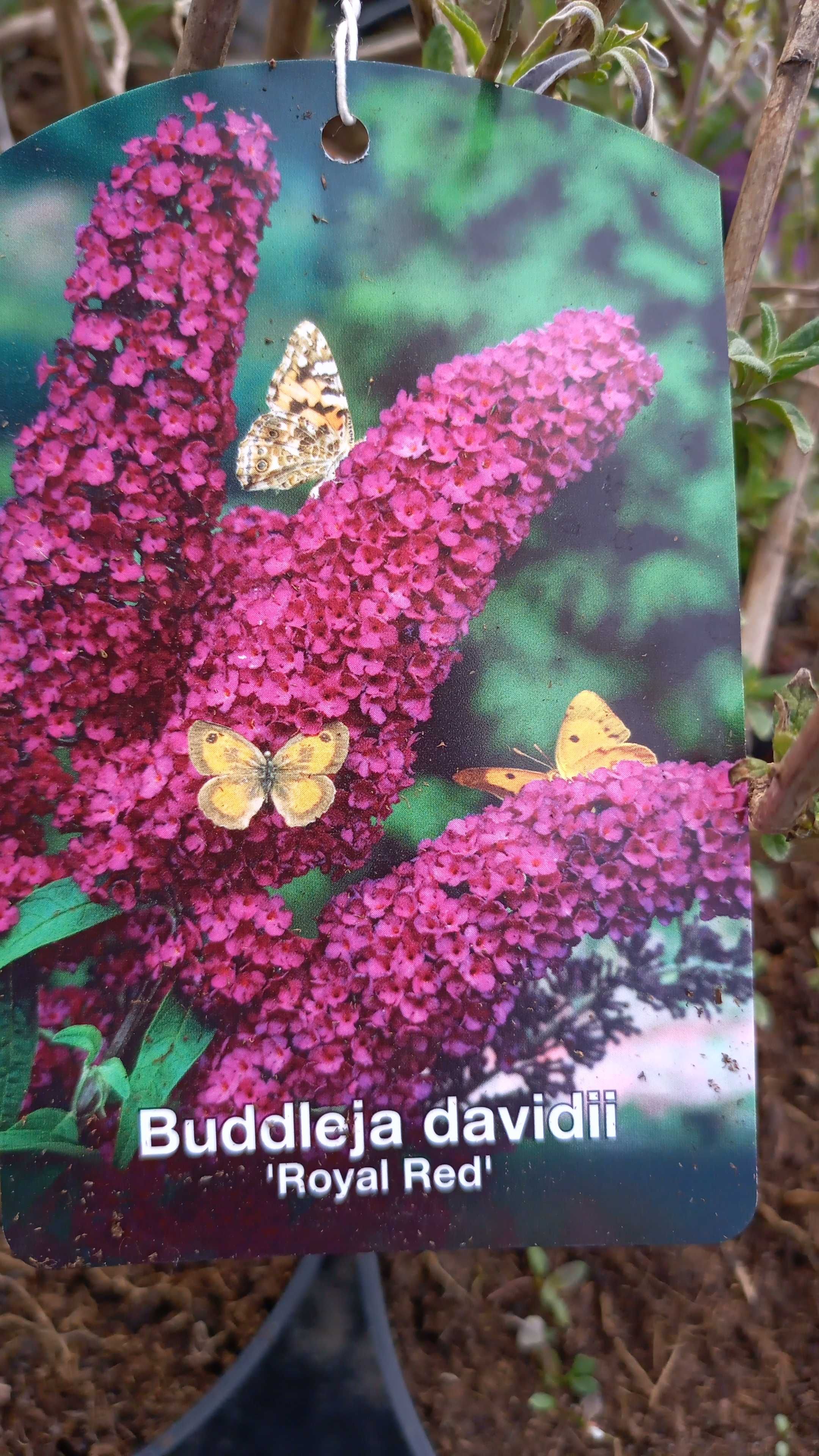 Budleja Dawida różne odmiany