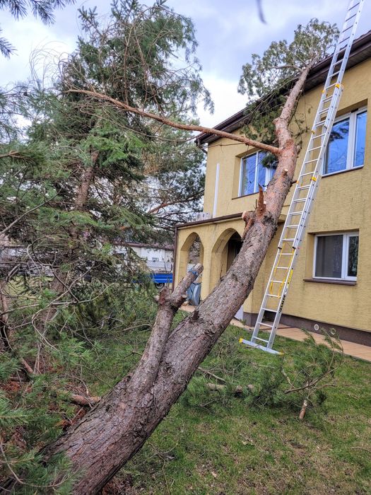 Pielęgnacja, wycinka drzew, podnośnik koszowy, czyszczenie działek