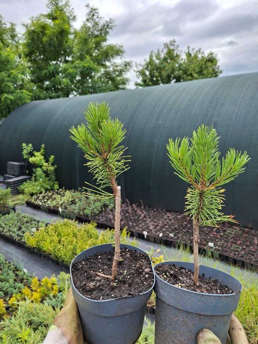 Сосни "Mops","Winter Gold","Watereri",ялини "Glauca Globosa","Inversa"