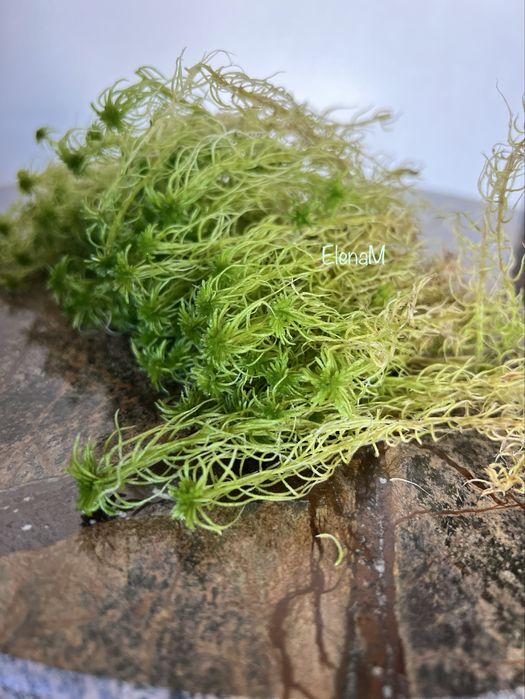 Сфагнум мох. Живой, сухой