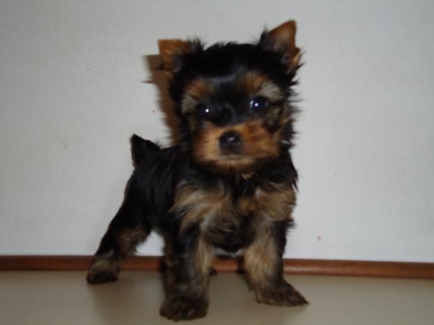 Yorkshire Terrier Super Miniatura