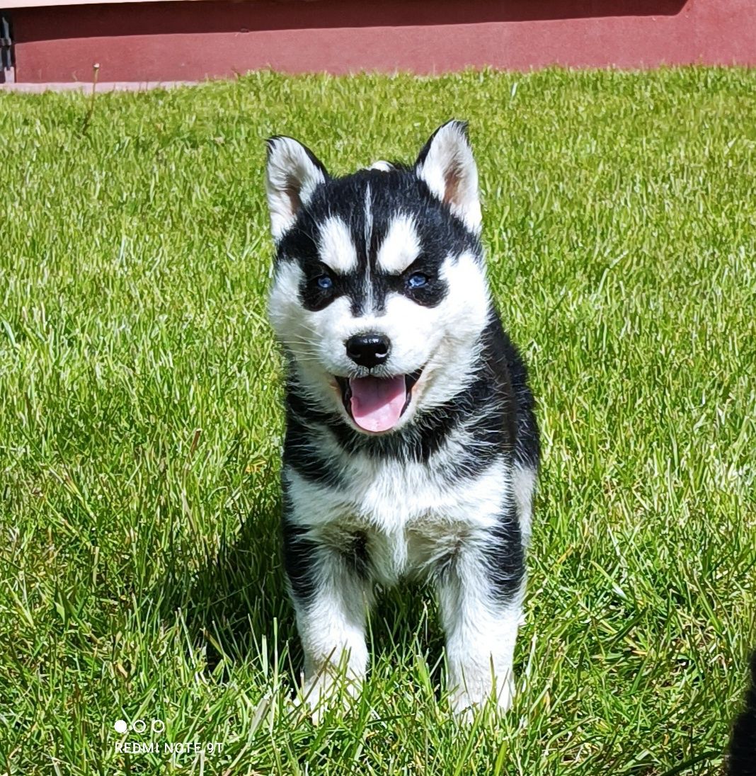 Niebieskooki szczeniaczek Siberian husky z elitarnym rodowodem